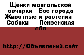 Щенки монгольской овчарки - Все города Животные и растения » Собаки   . Пензенская обл.